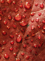 water droplets on a red leaf 