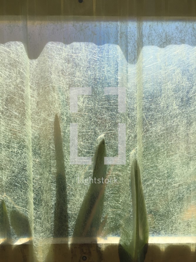 leaf, window, curtains
