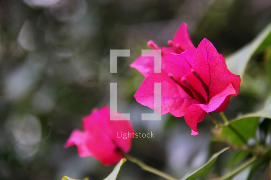 fuchsia flowers 