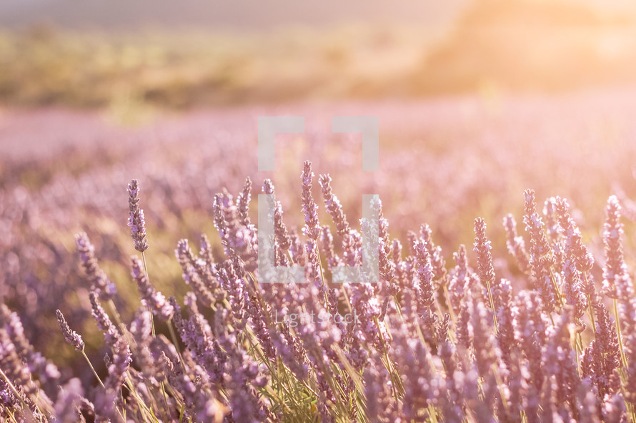 Lavender field in France