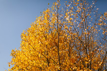 fall tree against a blue sky 