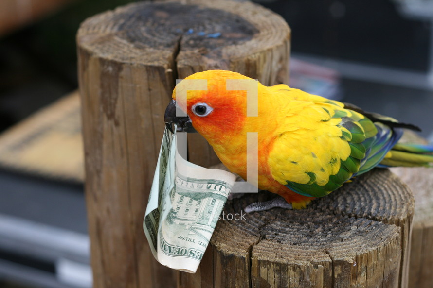 a sun conure holding a twenty dollar bill