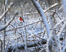 red cardinal on snow covered branches