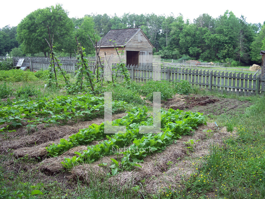 A farm with a garden in rural Virginia with rows of food growing next to a wooden picket fence and small barn with open meadows and woods in the spring time in Virginia. 