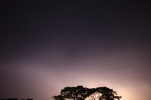 Silhouette of tree top against night sky.