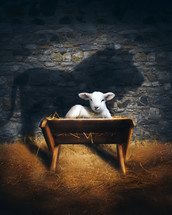 Baby lamb in the manger with a lion shadow - symbolizing Jesus' birth