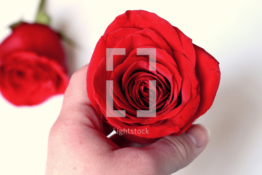 hand holding a red rose 