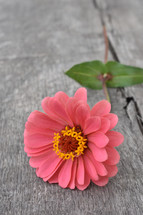 one pink flower 