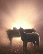Light radiating from Jesus' manger and a sheep