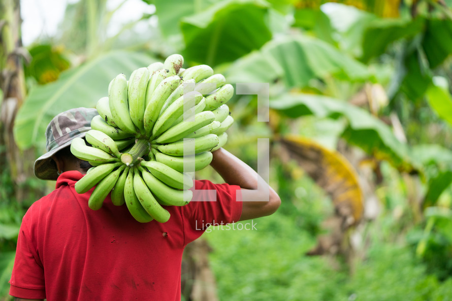 a man harvesting bananas 