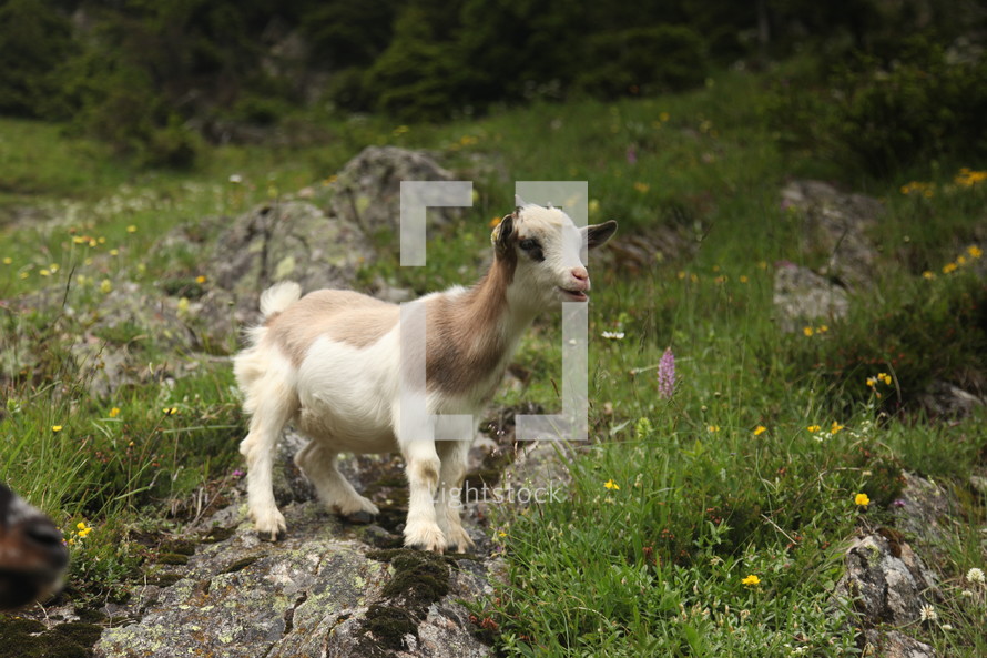Goat on a hillside rock.