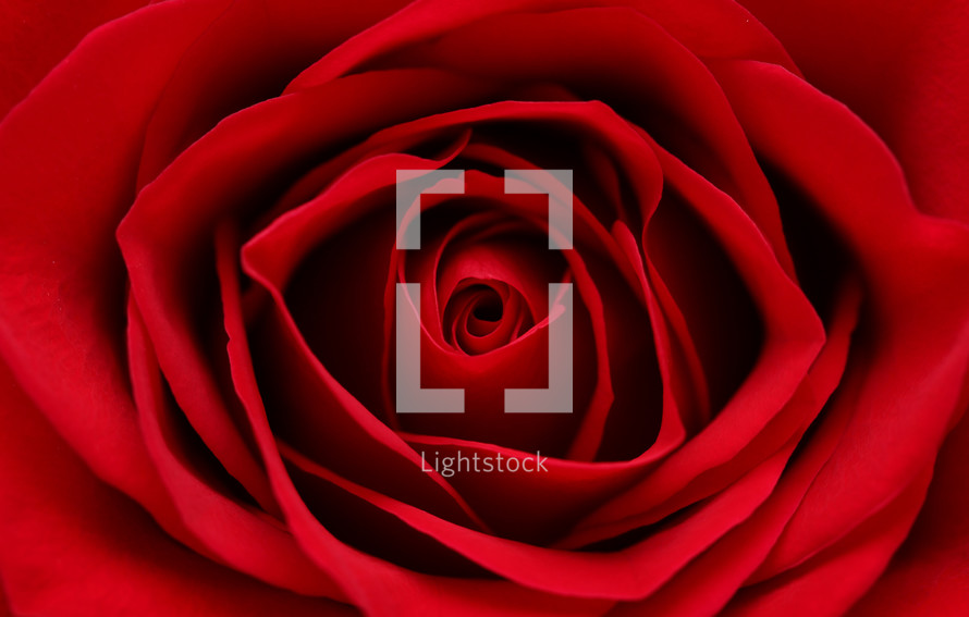 red rose background 