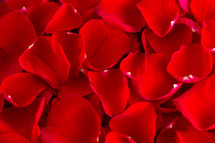 red rose petals 
