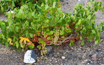 Vineyard in Santorini - Grecee