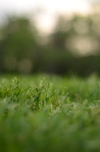 green grass closeup 