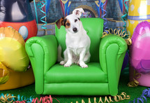 jack russell on a green armchair