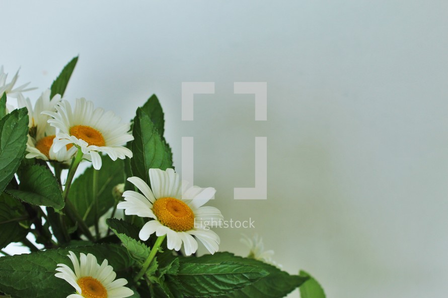 bouquet of spring flowers 