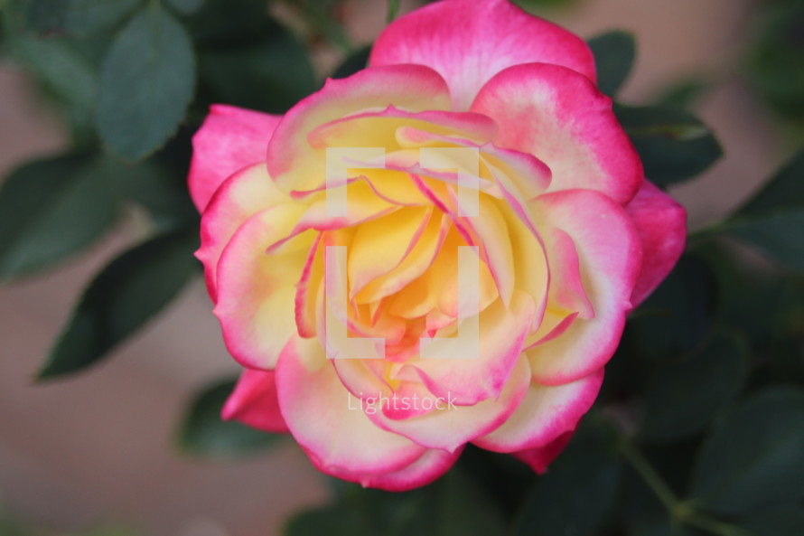 pink and yellow rose 