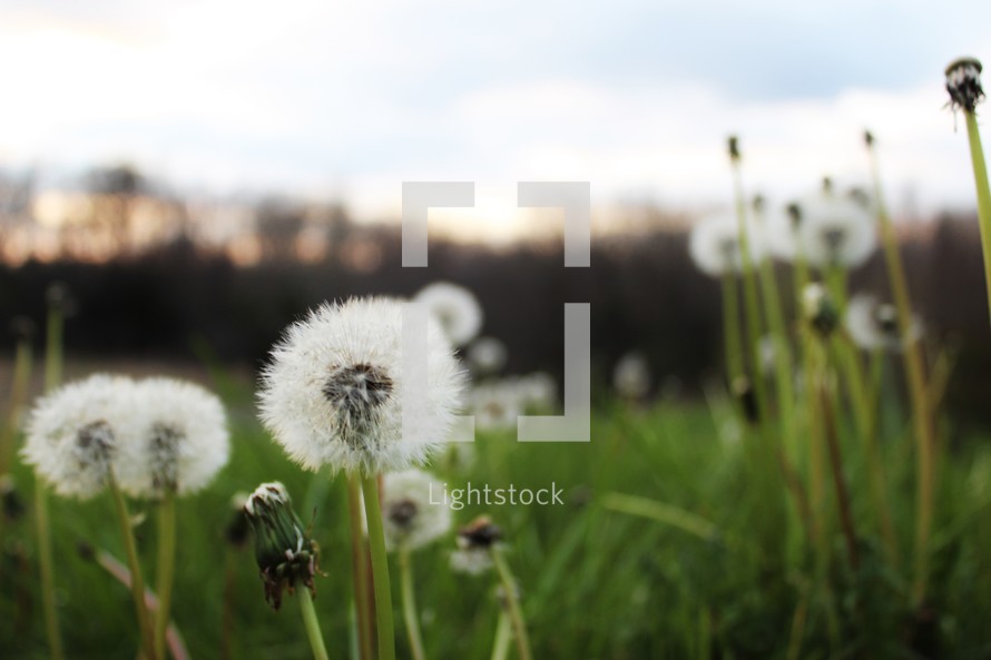 dandelions in a field 
