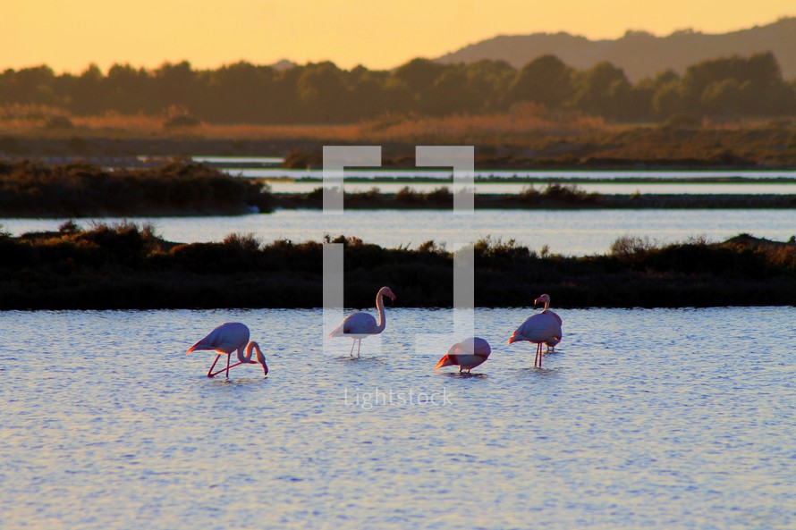 flamingoes in the wild 