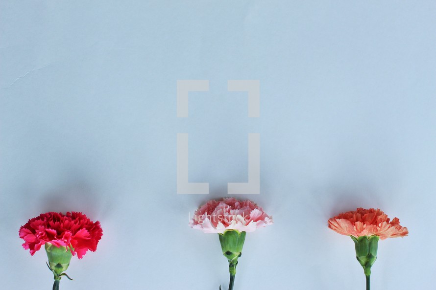 carnations on a white background 