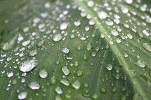 water droplets on a leaf 