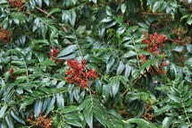 red berries and green leaves 