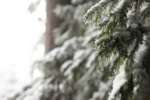 snow on pine boughs 