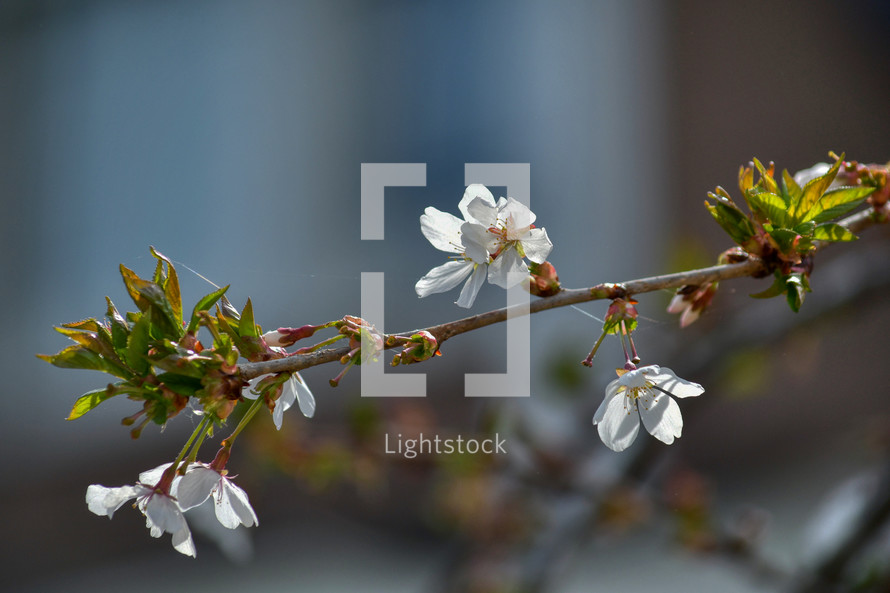 branch of white spring flowers 