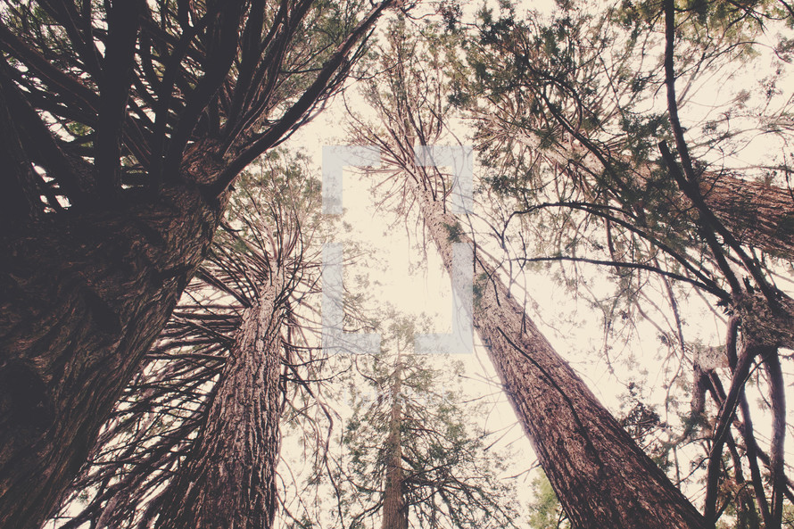 looking up to the top of pine trees 