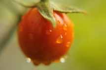 red tomato on the vine 
