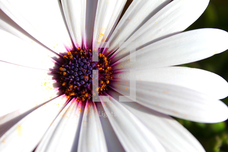 purple center of a white flower 