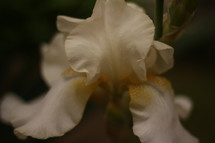 white iris 
