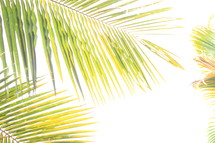 palm fronds against a white background 