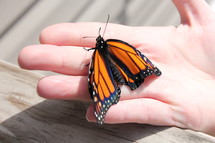 A hand holding a butterfly. 
