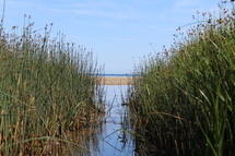 reeds around a lake shore 