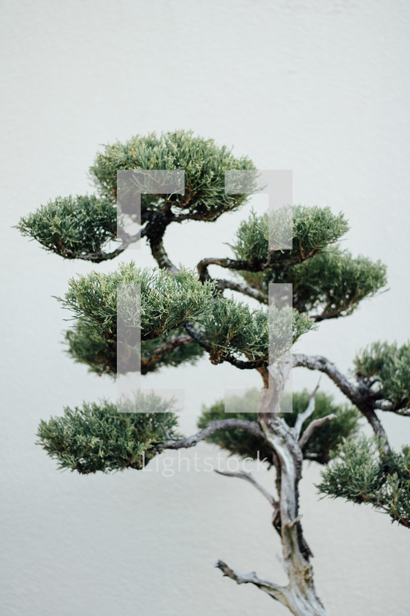 bonsai tree 