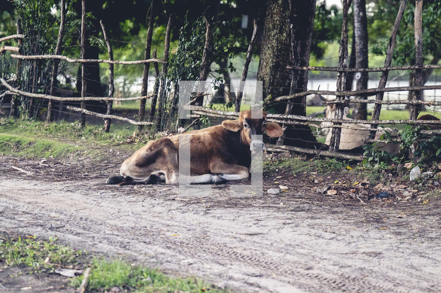 cow in Honduras 