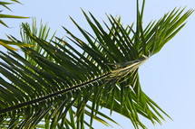Green palm frond branch or leaves