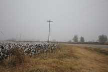 rural road and cotton field in fog