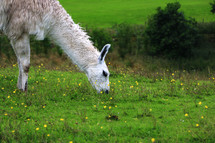 llama grazing 