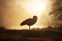 silhouette of a goose 