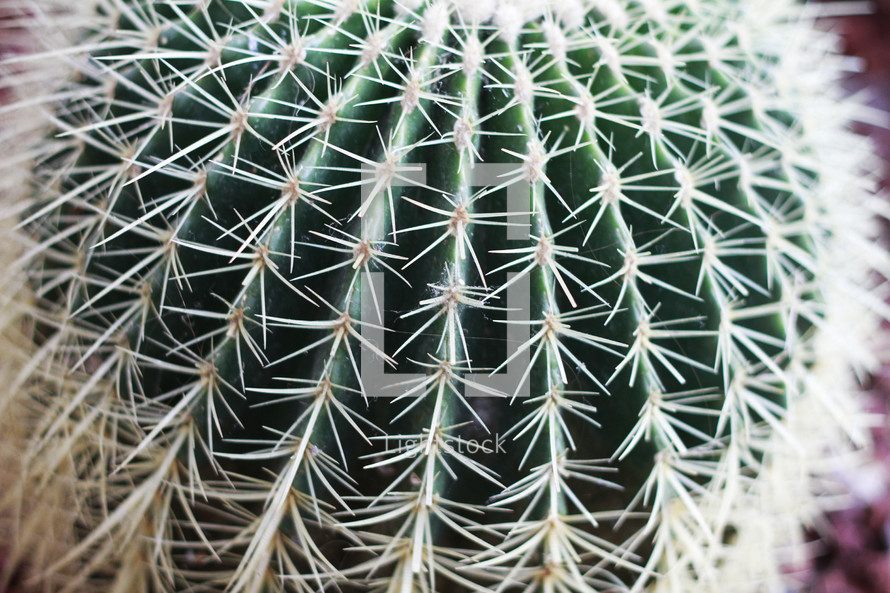 spines on a cactus ball 