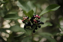 berries on a bush 