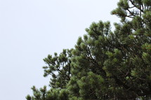 pine trees 