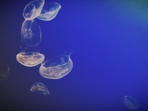 moon jellies 