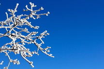 Snow on a tree limb against a cobalt blue sky. 