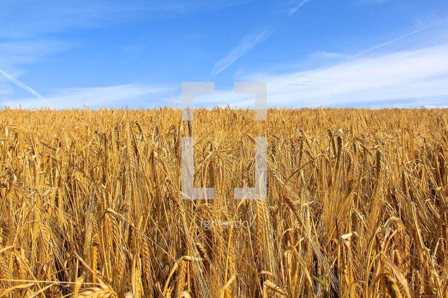 Field of ripe wheat against bright blue sky