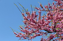 Pink blossoms covering a tree.