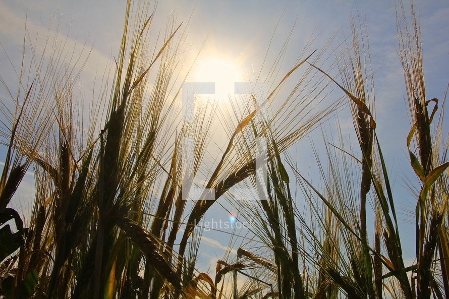 Ripe wheat silhouetted against bright morning sun 